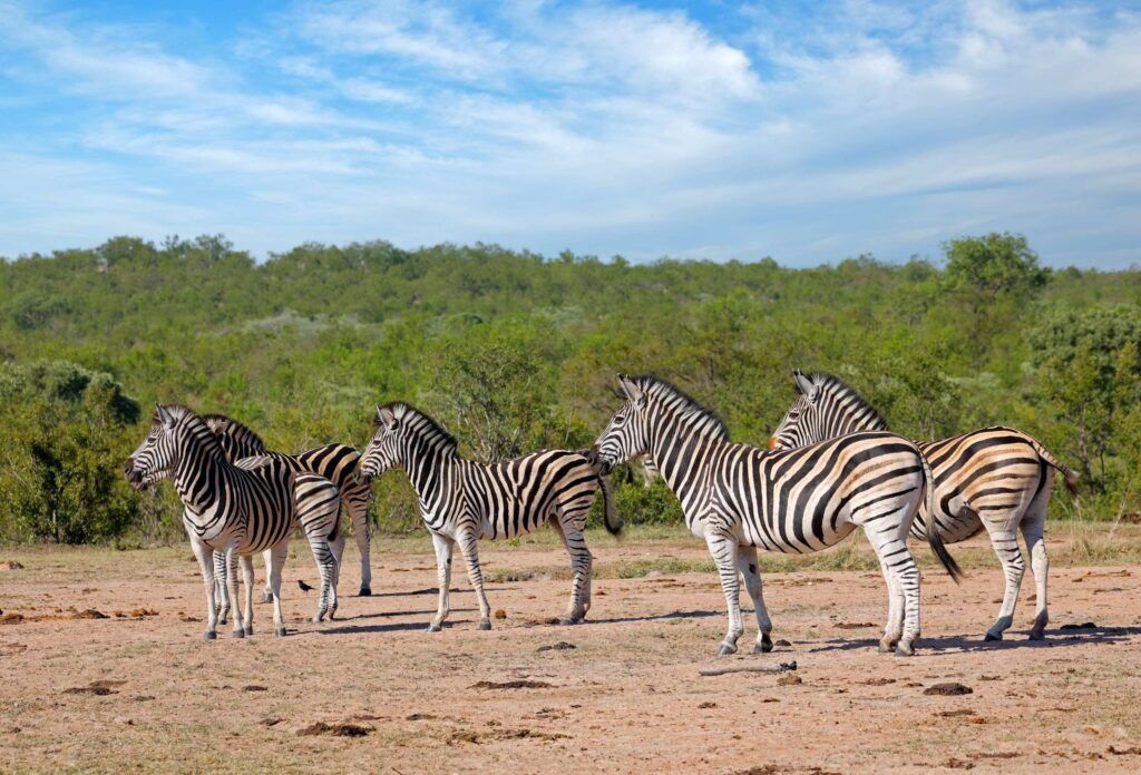 Mehrere Zebras steht auf sandigem Boden grünen Büschen im Kruger Nationalpark