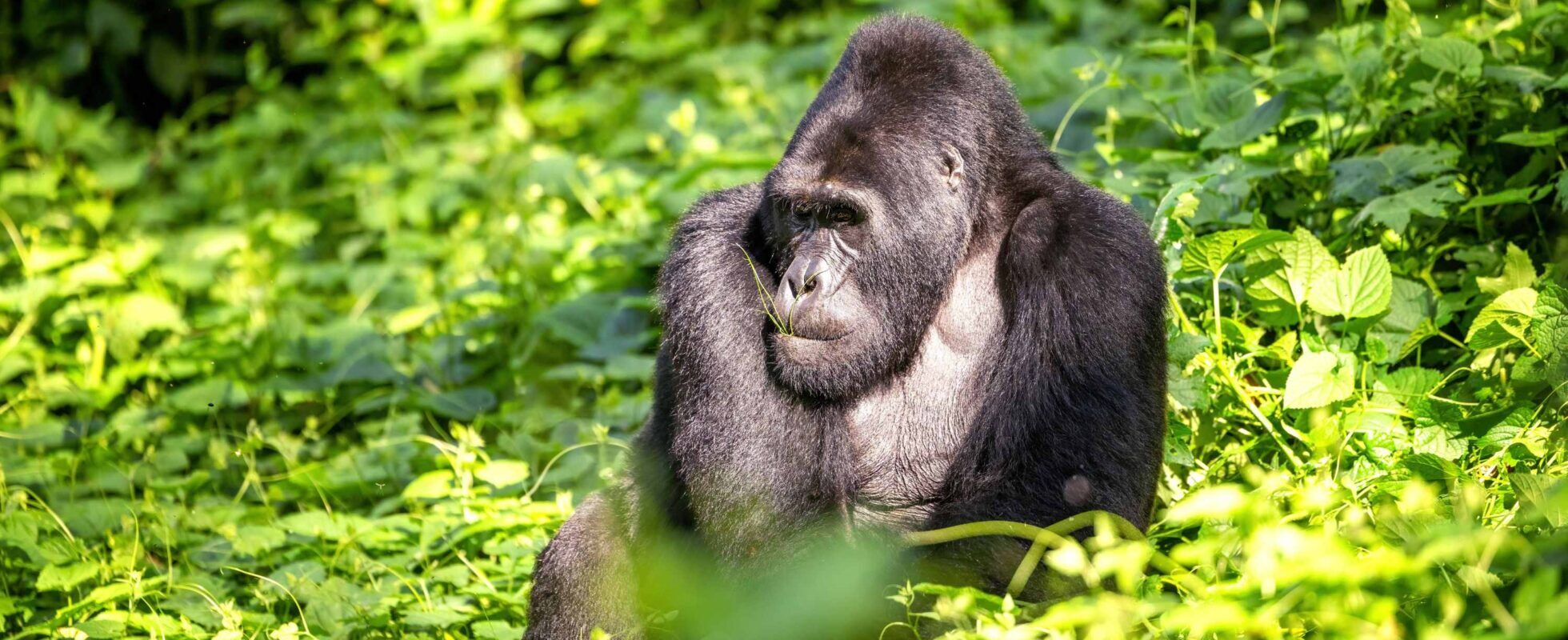 Silberrücken sitzt im grünen Dickicht im Bwindi Impenetrable Nationalpark in Uganda
