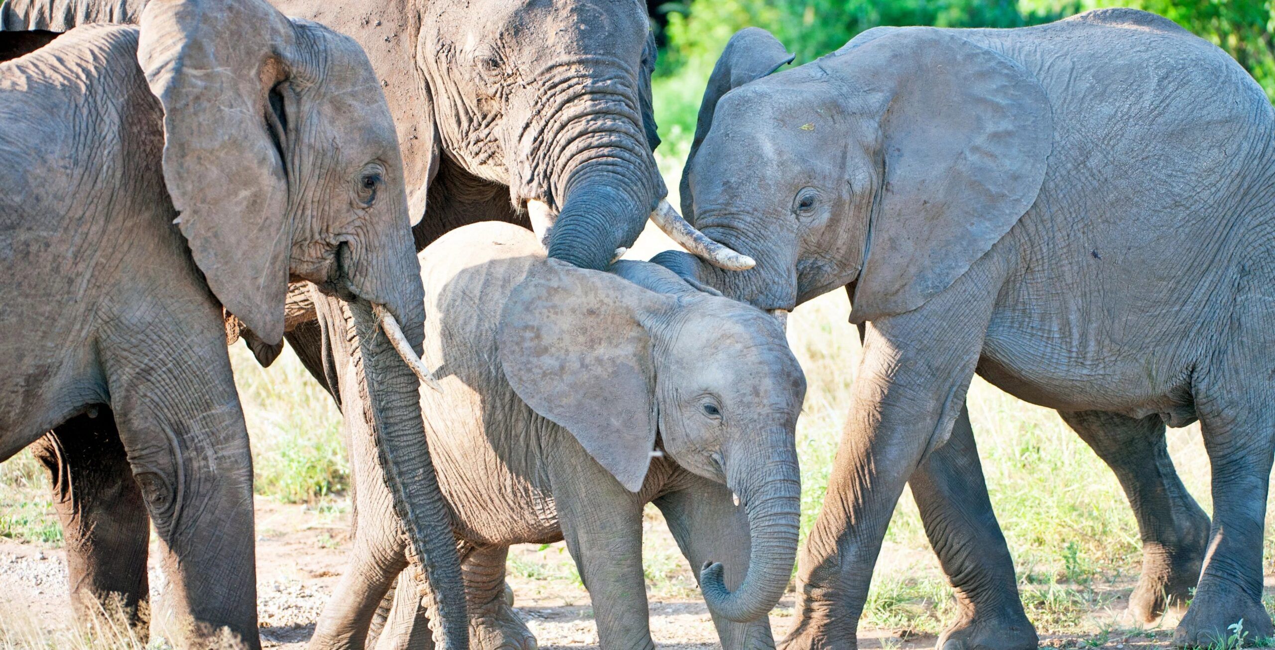 Samburu Nationalreservat