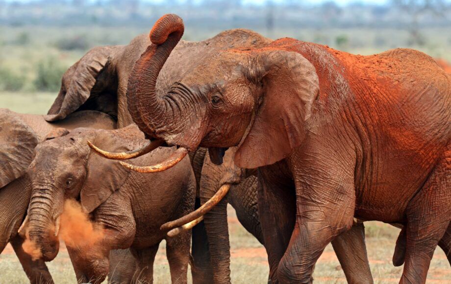 Eine Herde Elefanten mit rotem Sand bedeckt im Tsavo East Nationalpark in Kenia