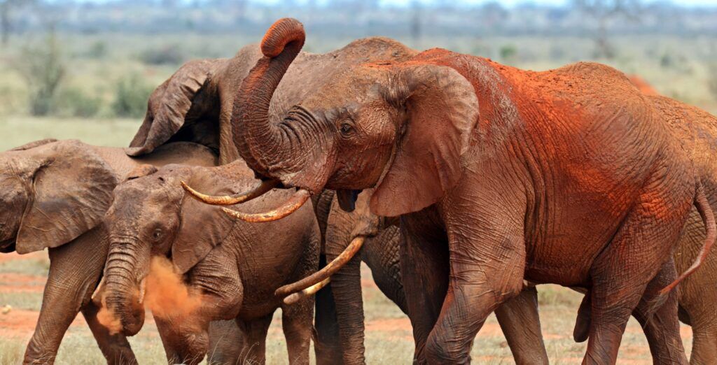 Eine Herde Elefanten mit rotem Sand bedeckt im Tsavo East Nationalpark in Kenia