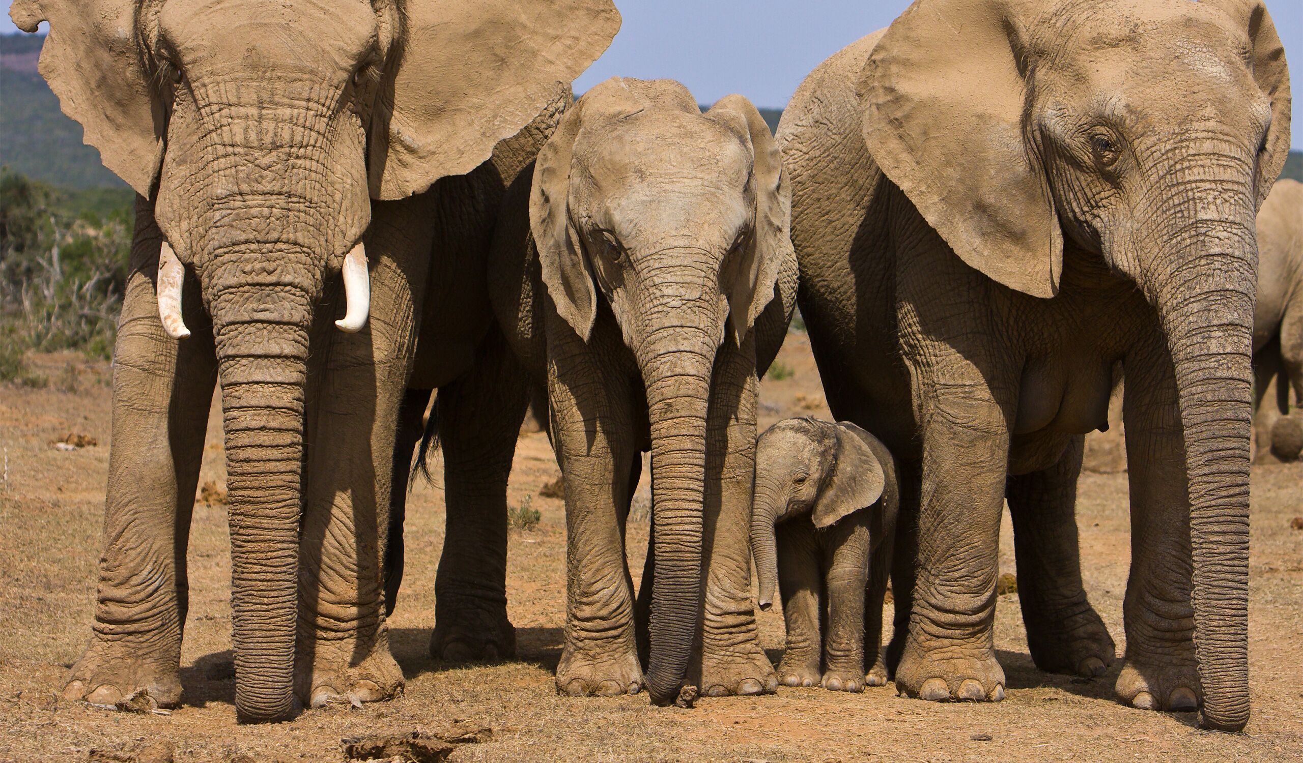 Addo Elephant Nationalpark