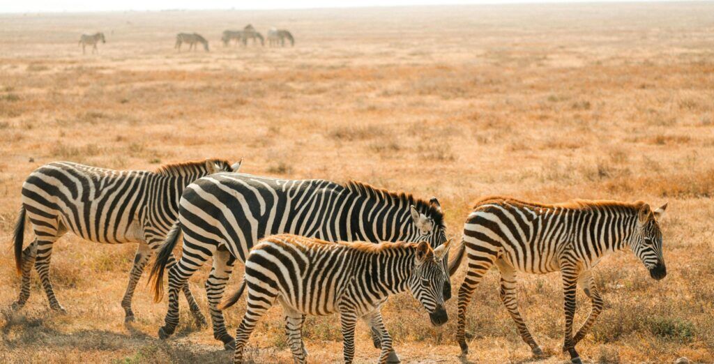 Vier Zebras laufen im flachen gelben Gras des Chobe Nationalparks in Botswana