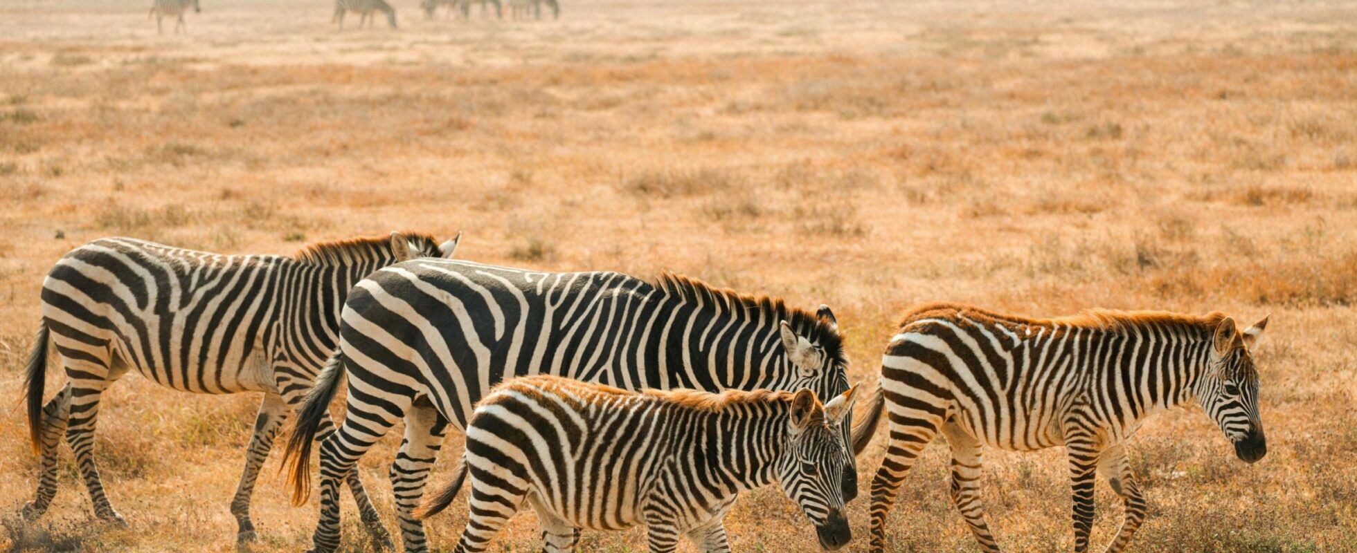 Vier Zebras laufen im flachen gelben Gras des Chobe Nationalparks in Botswana