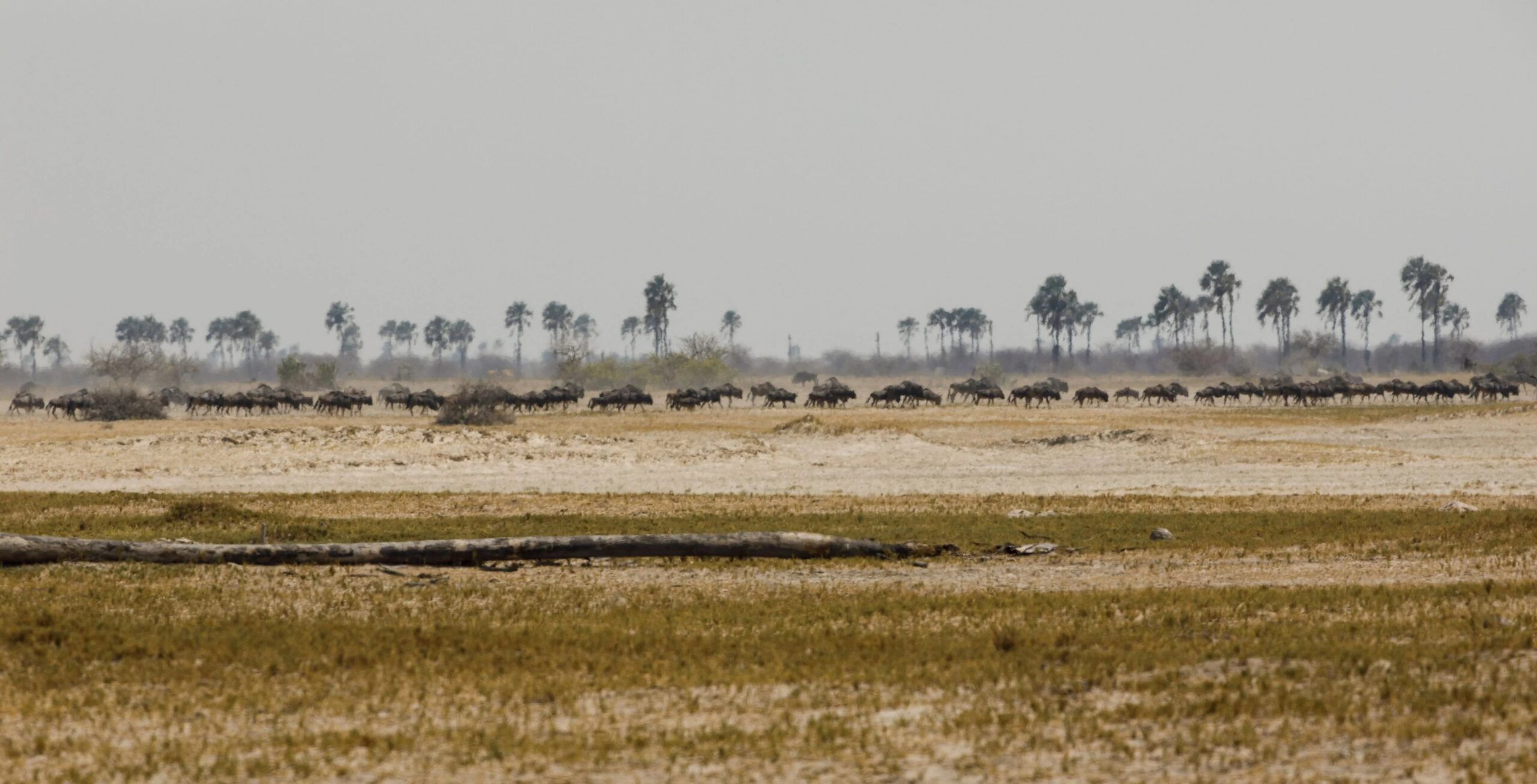 Die Salzpfannen von Makgadikgadi